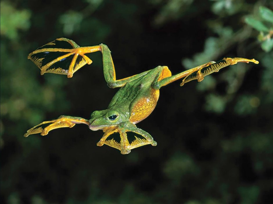 Incilius Aurarius