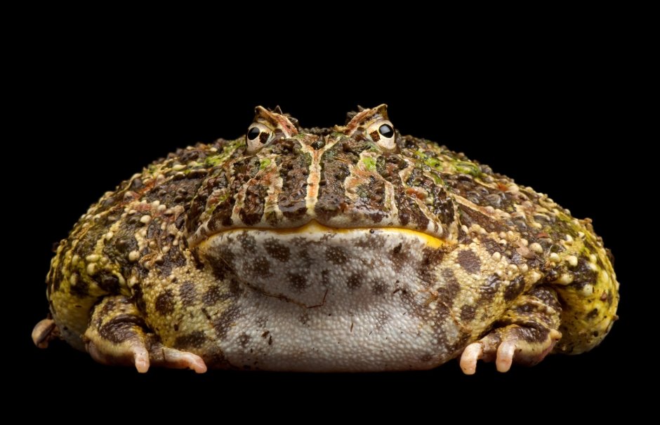 Ceratophrys cranwelli