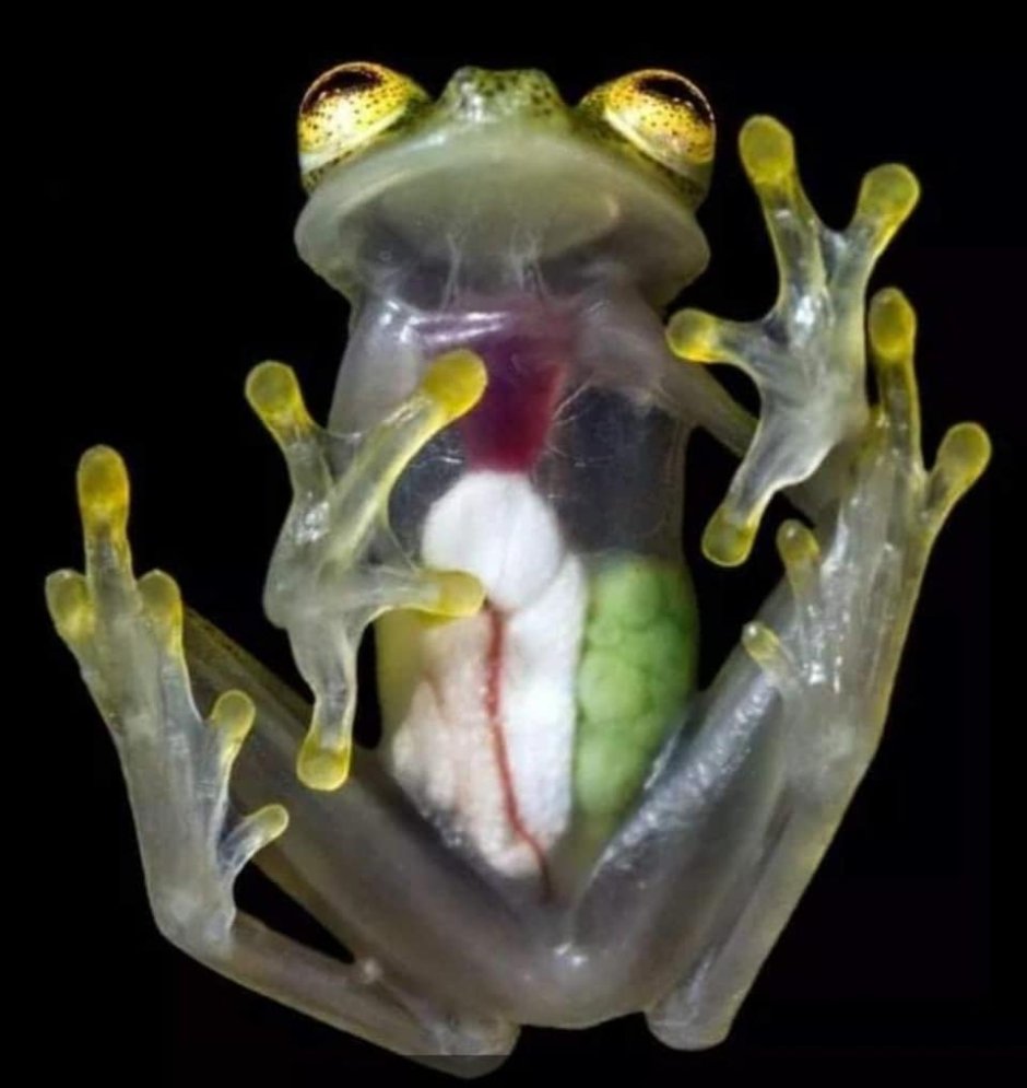 Стеклянная лягушка (Glass Frog)