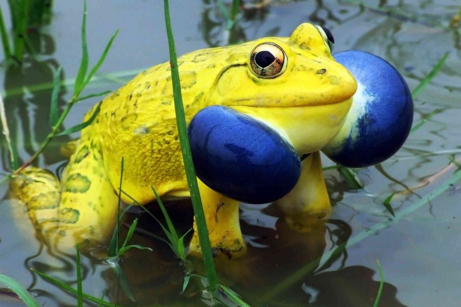 Тигровая лягушка Hoplobatrachus tigerinus
