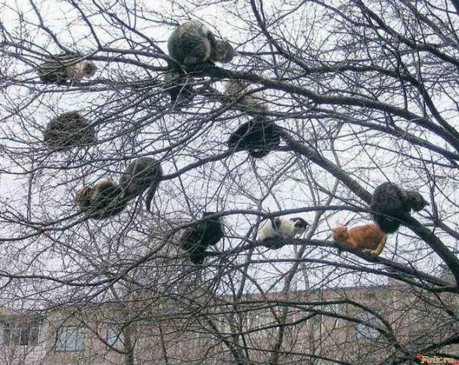 Весна коты прилетели