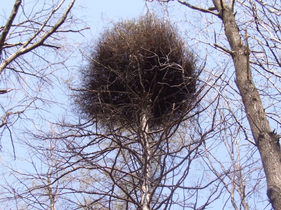 Ведьмины метлы на деревьях