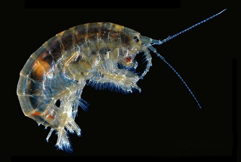 Байкальский бокоплав gmelinoides fasciatus