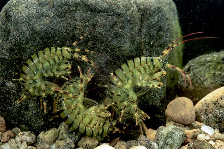 Eulimnogammarus verrucosus