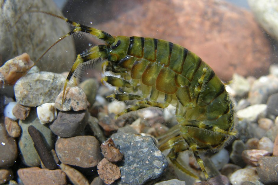 Eulimnogammarus verrucosus