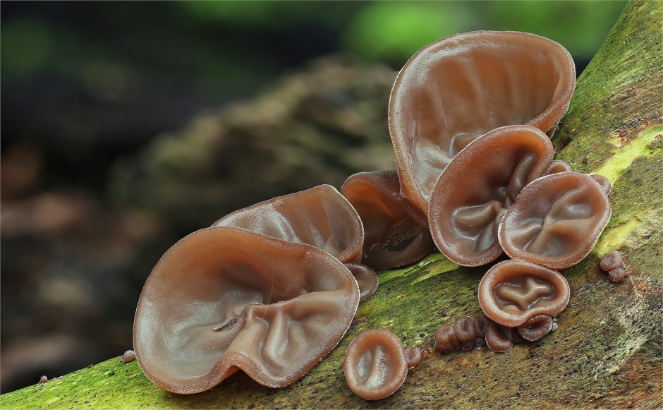 Раковина Radix Auricularia