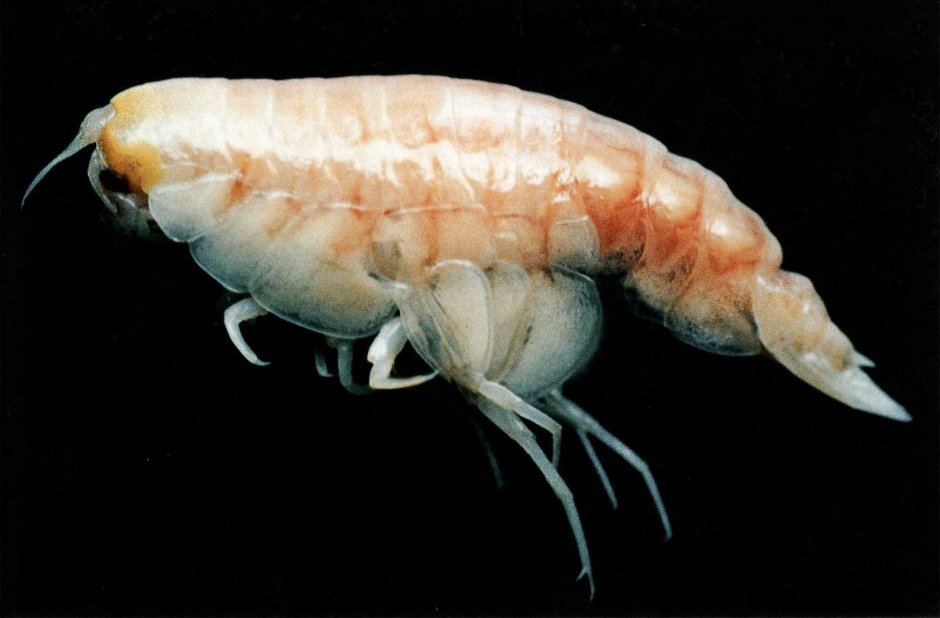 Амфипода Hirondellea Gigas