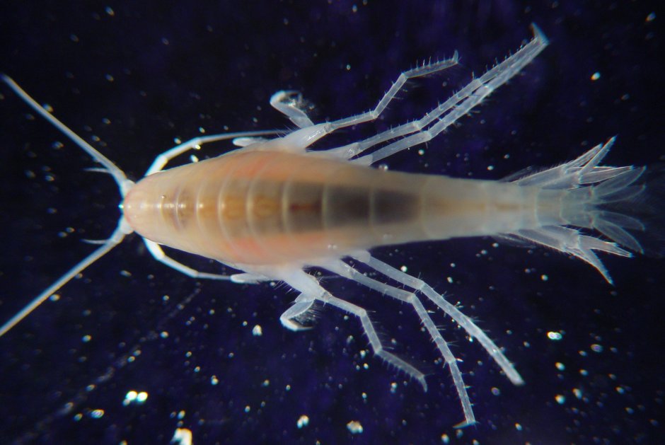 Talitrus Saltator