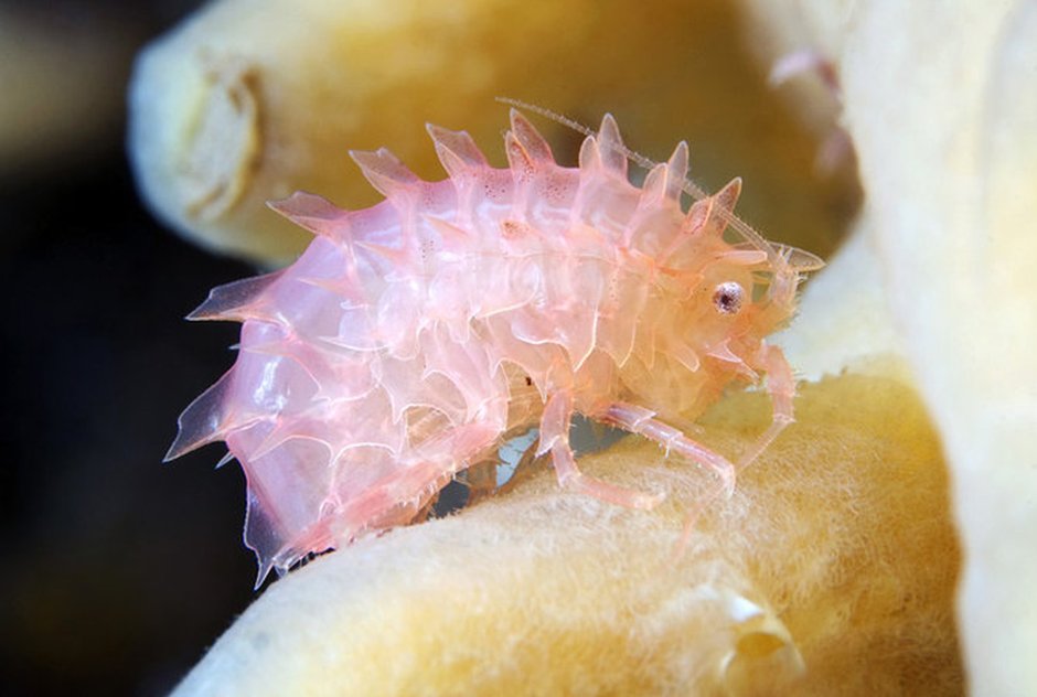 Морские ракообразные