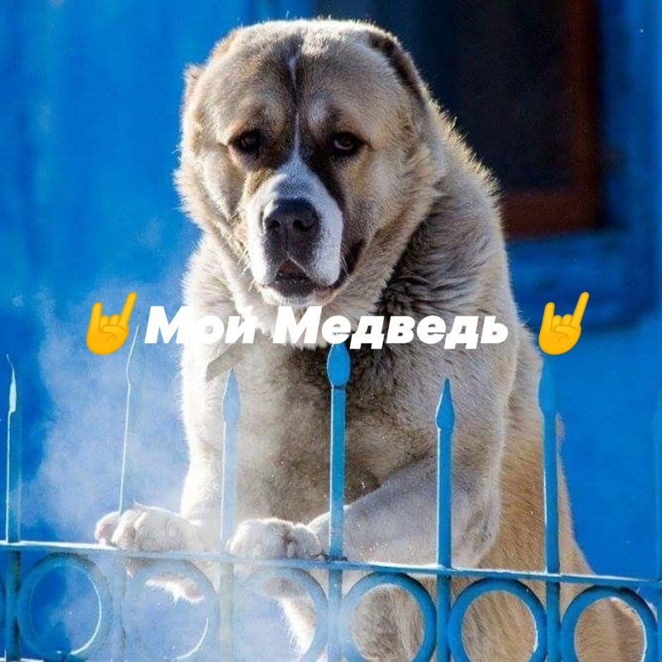 Овчарка медвежьего типа