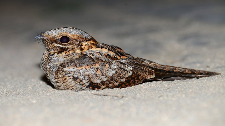 Четырехкрылый козодой (Caprimulgus longipennis).
