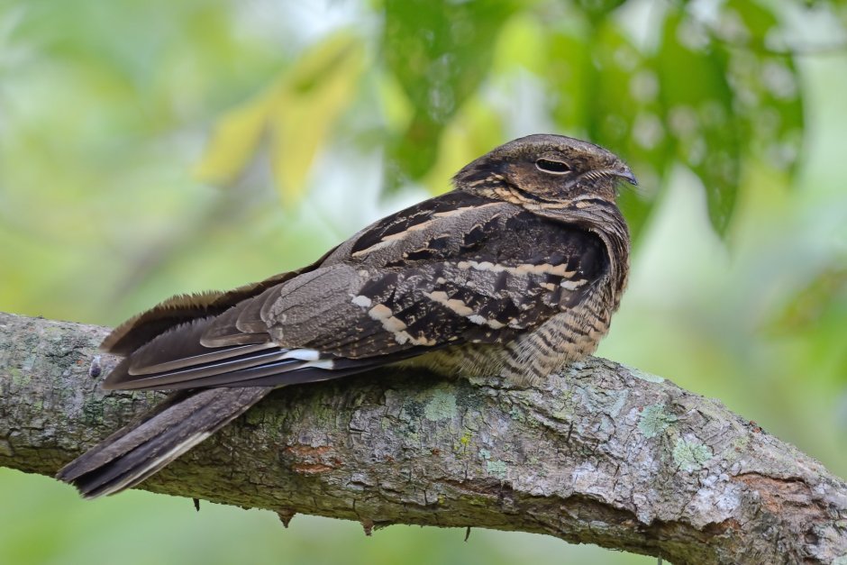 Обыкновенный козодой (Caprimulgus europaeus)