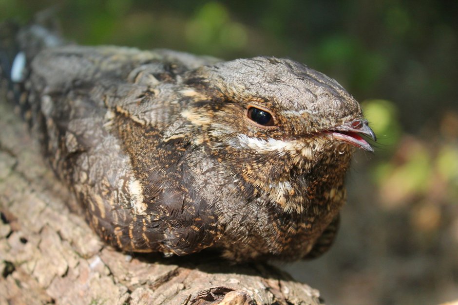 Обыкновенный козодой (Caprimulgus europaeus)