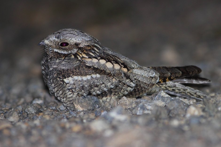 Phalaenoptilus nuttallii
