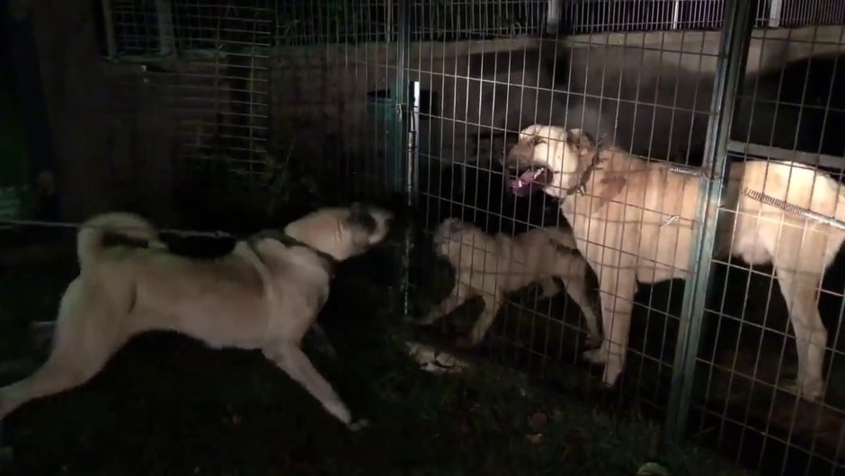 Kangal it urush