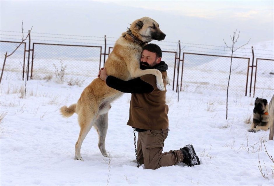 Kangal vs caucasian Shepperd