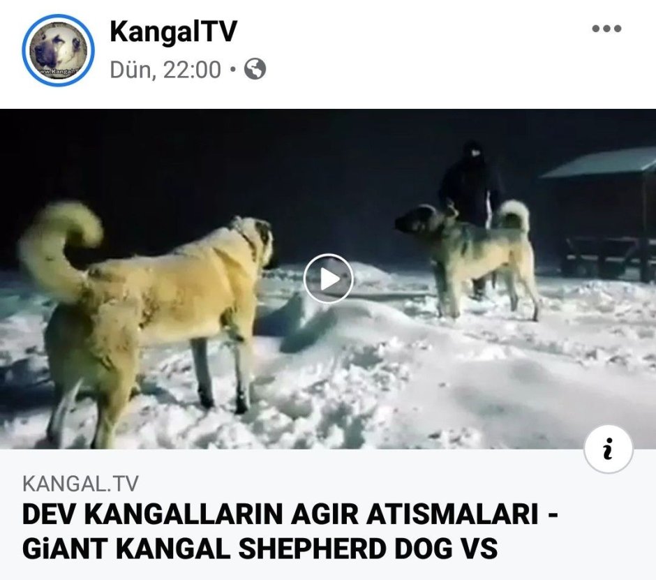 Собаки дерутся за самку