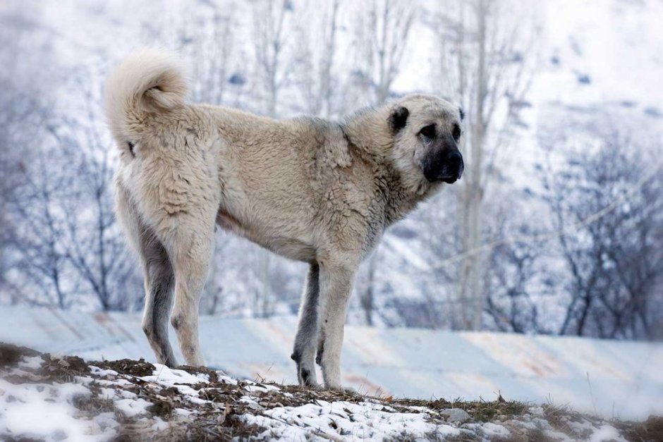 Кангал Эстетика