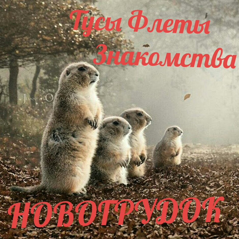 Сурок суслик сурикат