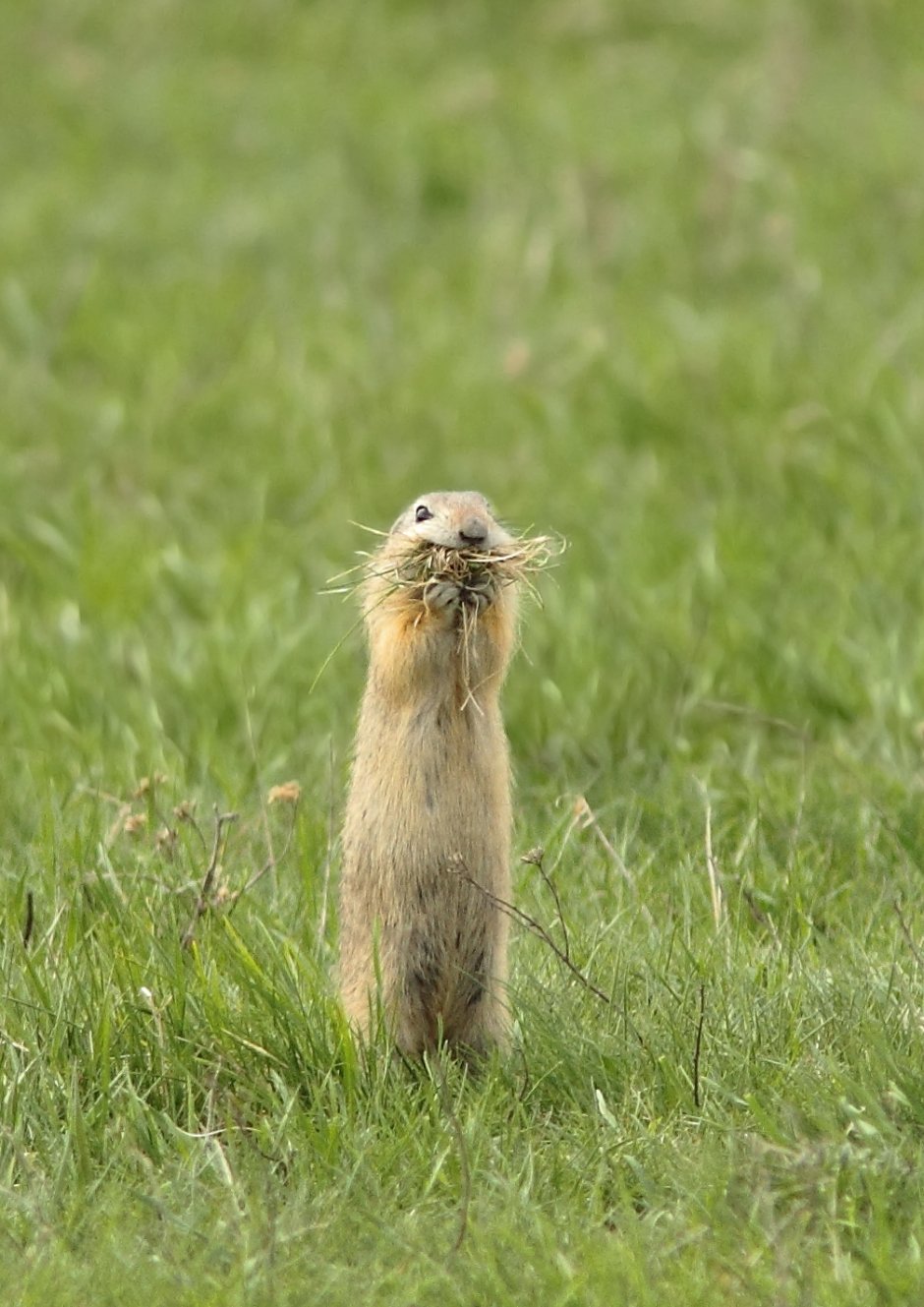Spermophilus citellus