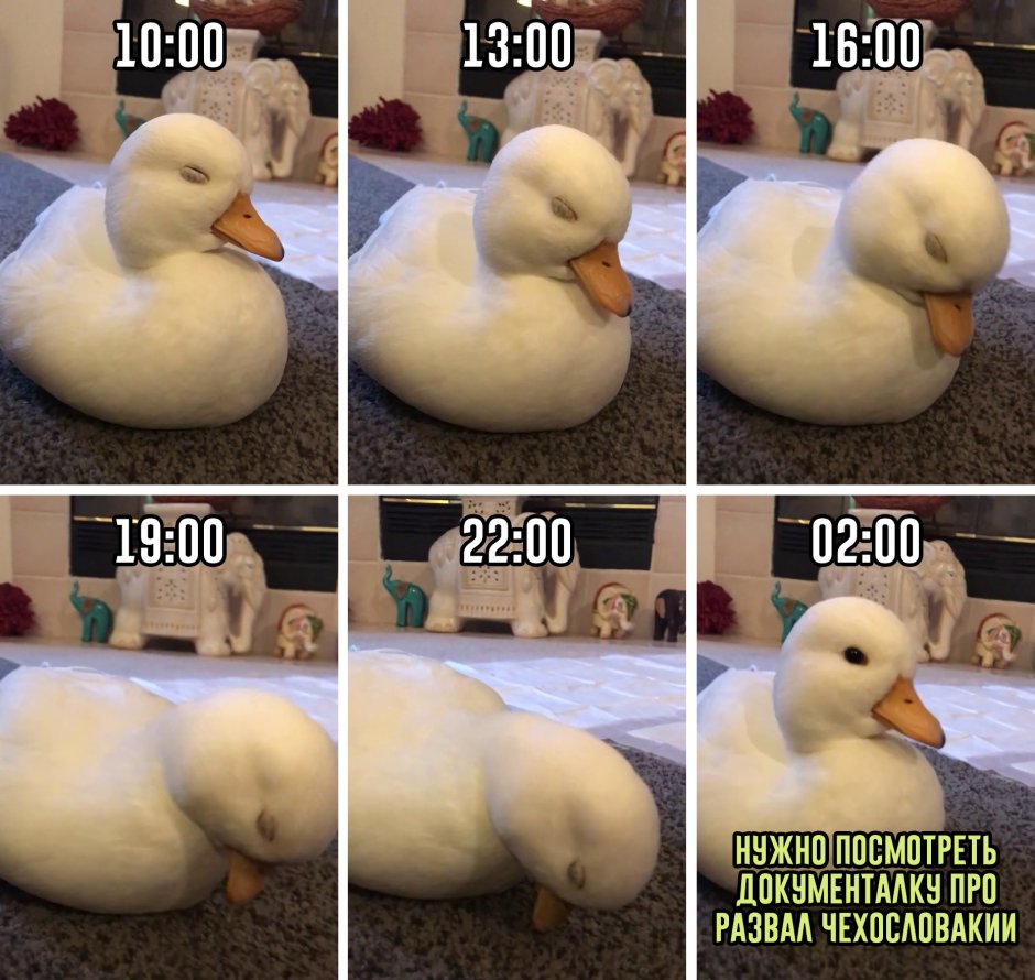 Мемы про уток