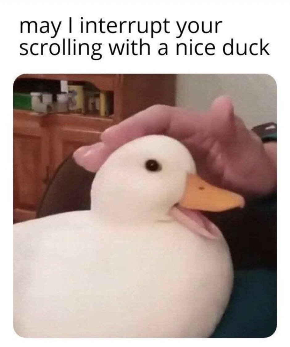 Утка meme