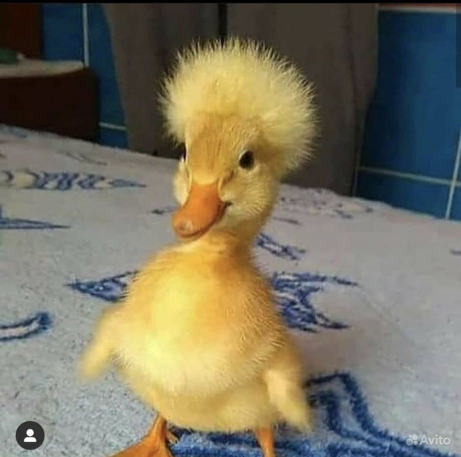 Утя Утя