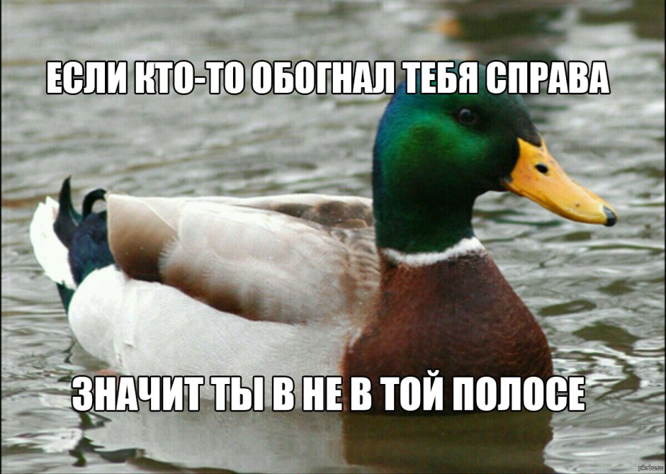 Утка мемы