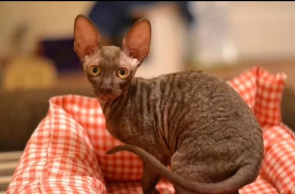 Фото котят будущие кошки