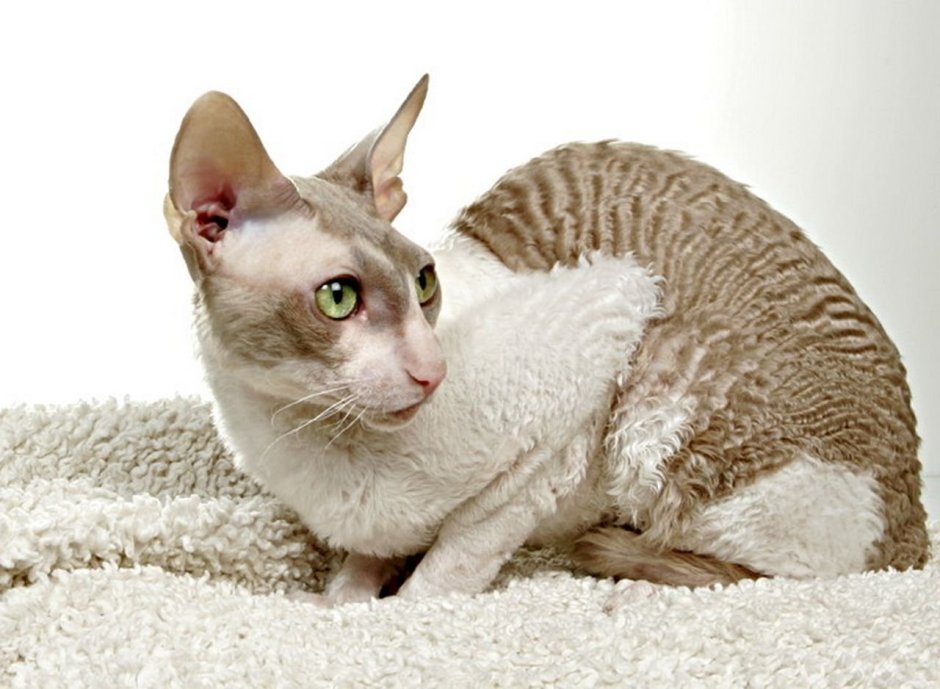 Корниш рекс кошка