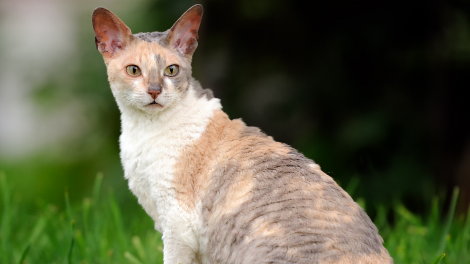 Корниш рекс кошка