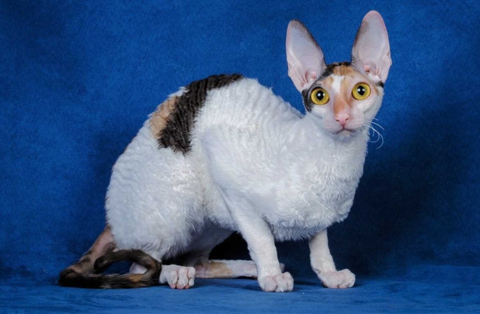 Корниш рекс кошка
