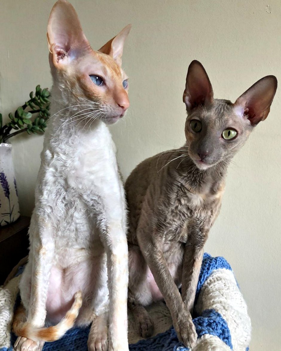 Корниш рекс кошка Калико