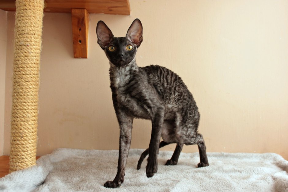 Корниш рекс