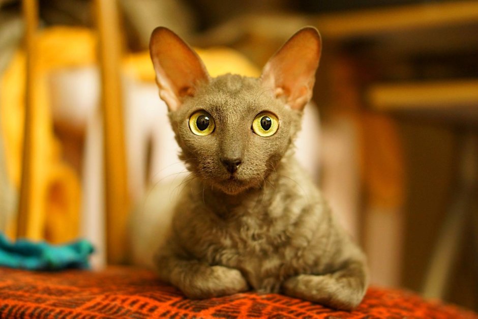 Британский корне шрекс