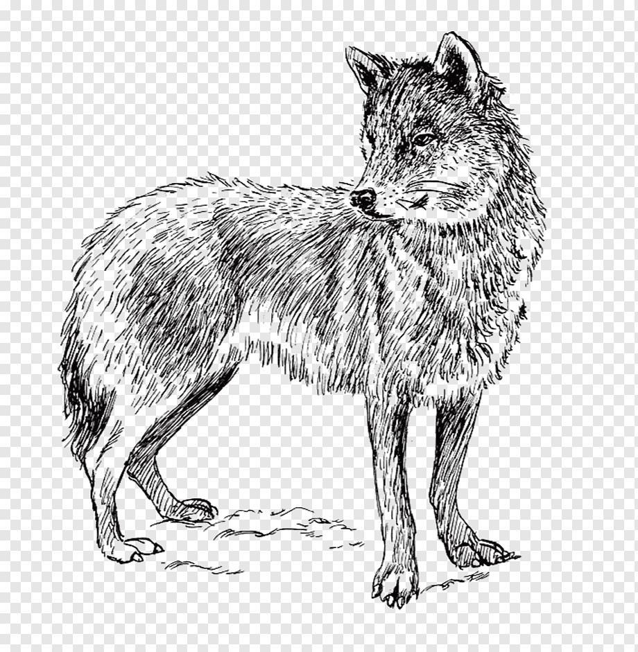 Красный волк