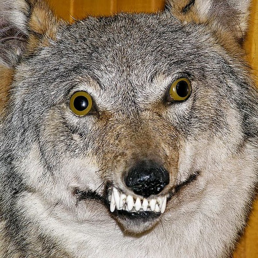 Смешной волк