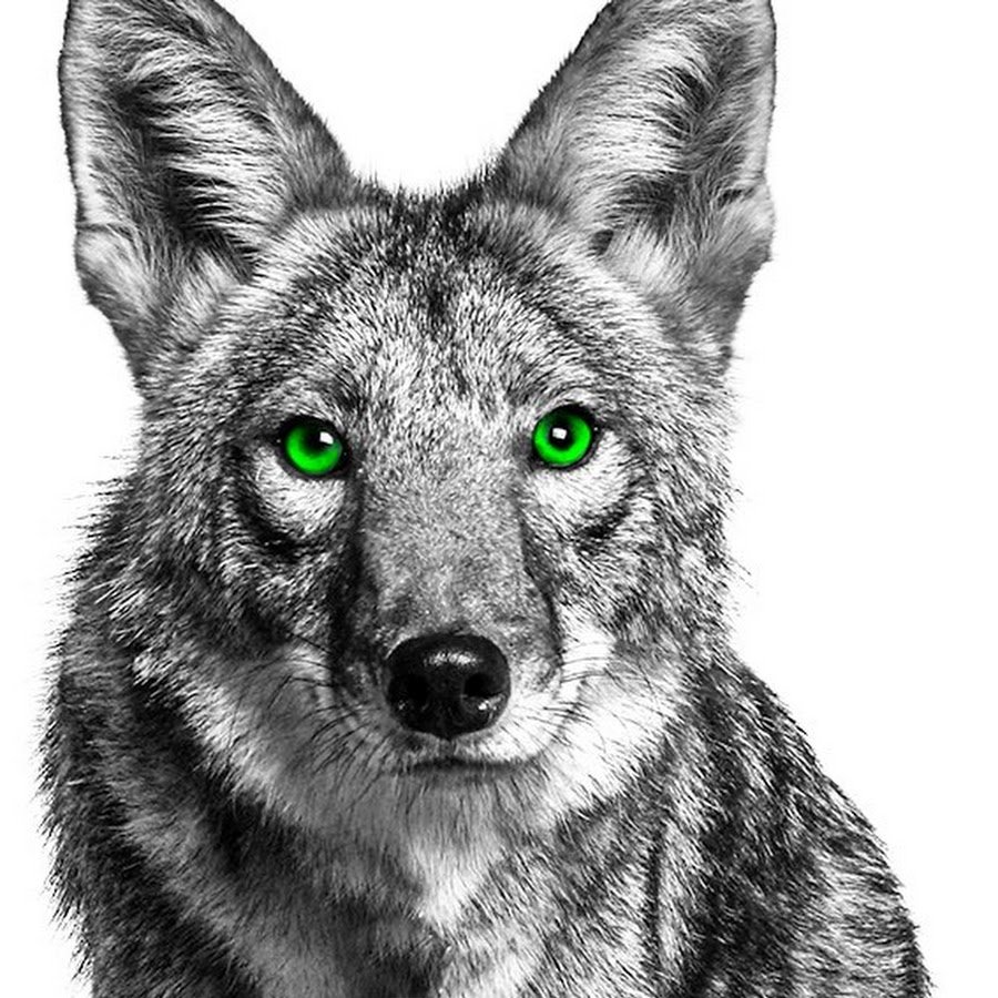 Арт морда койота