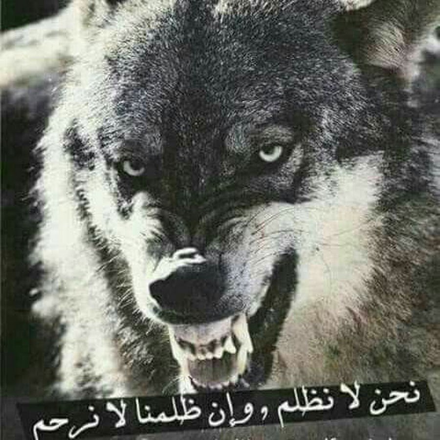 Маугли Шакал табаки