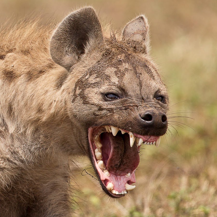 Эфиопский Шакал