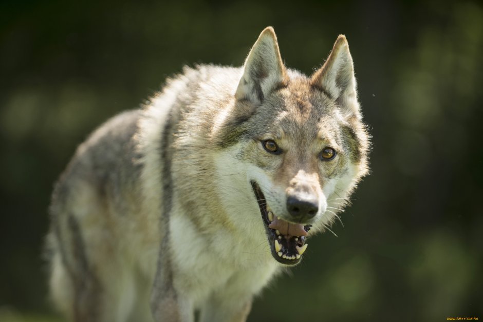 Шакал и волк