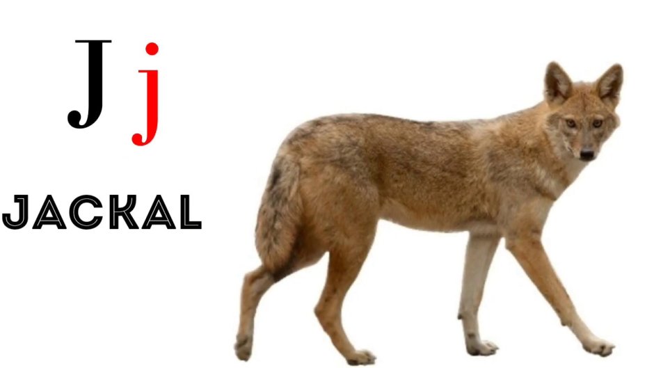 Шакал на белом фоне