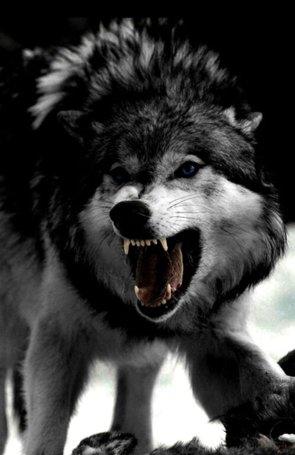 Волки самые верные