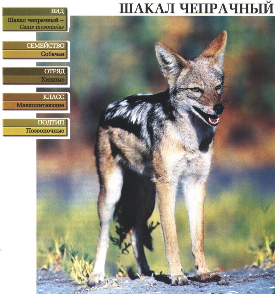 Кикока Анубис