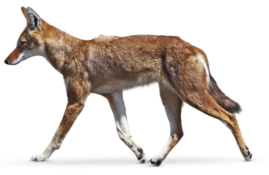 Шакал на белом фоне