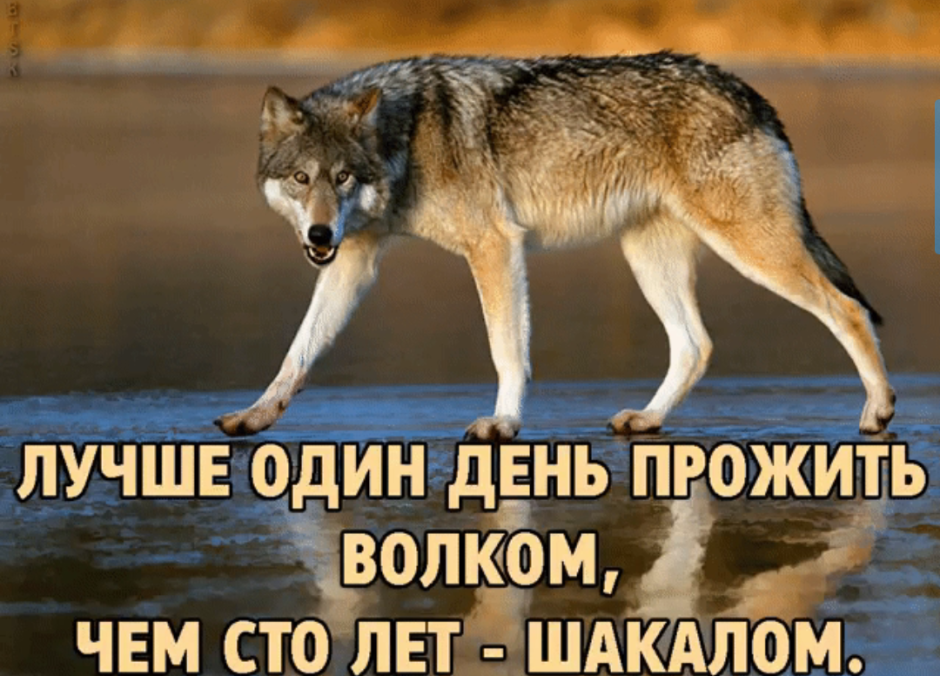 Волчьи цитаты