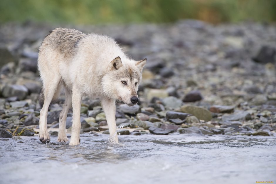 Путорана волк