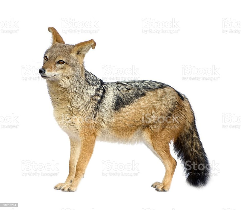 Шакал для детей на белом фоне