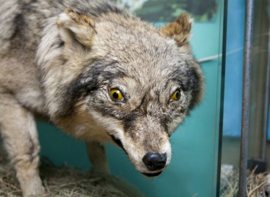 Фенек альбинос белый