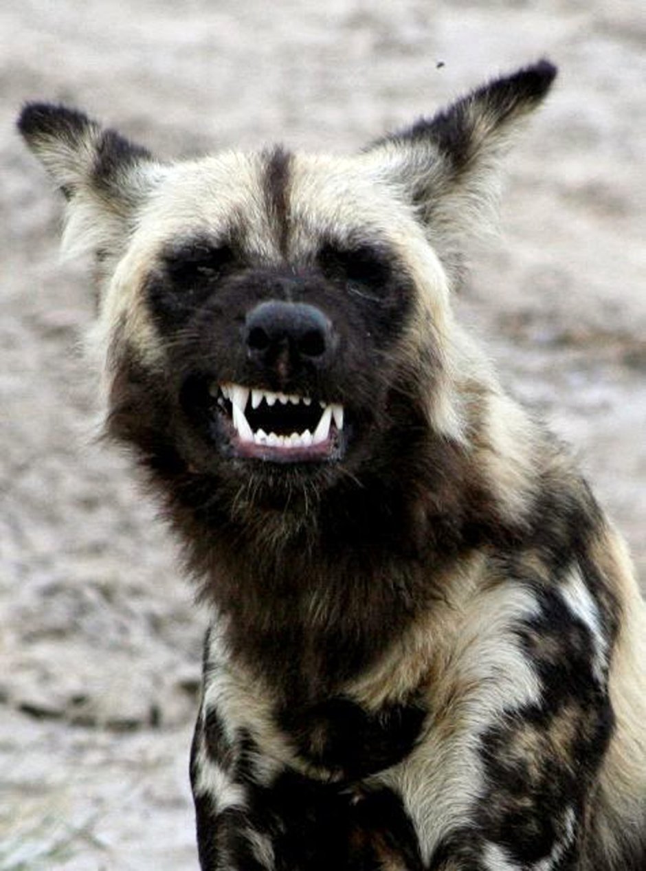 Гиена оскал